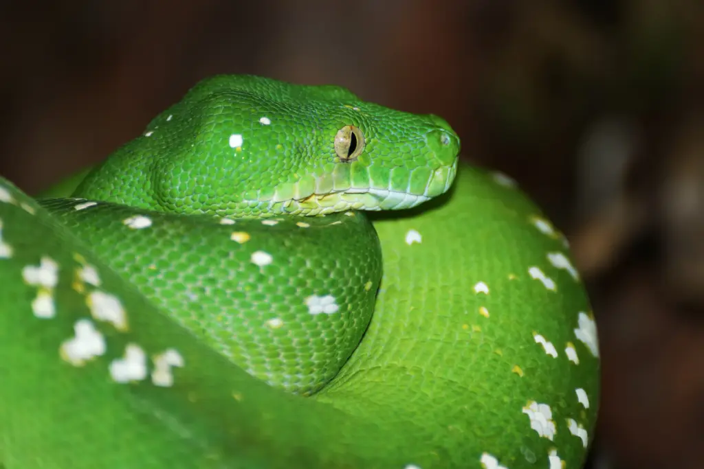 Green-tree-python-8