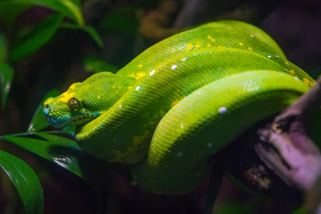 Green-tree-python-9