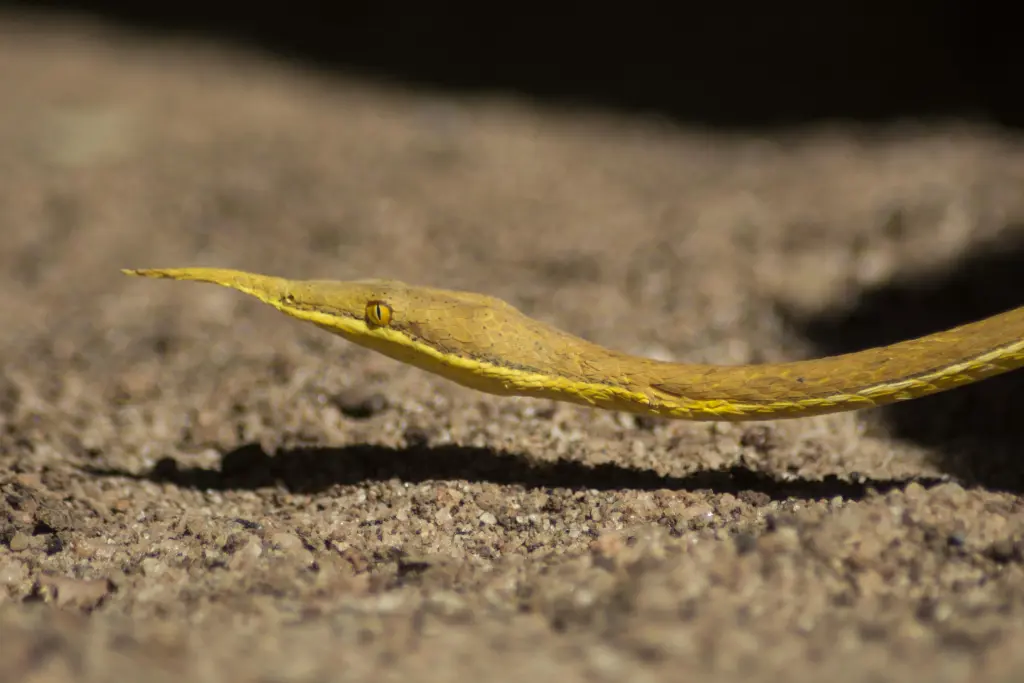 Malagasy-leaf-nosed-snake-1