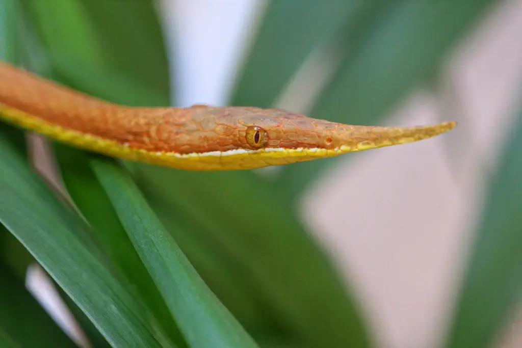 Malagasy-leaf-nosed-snake-10