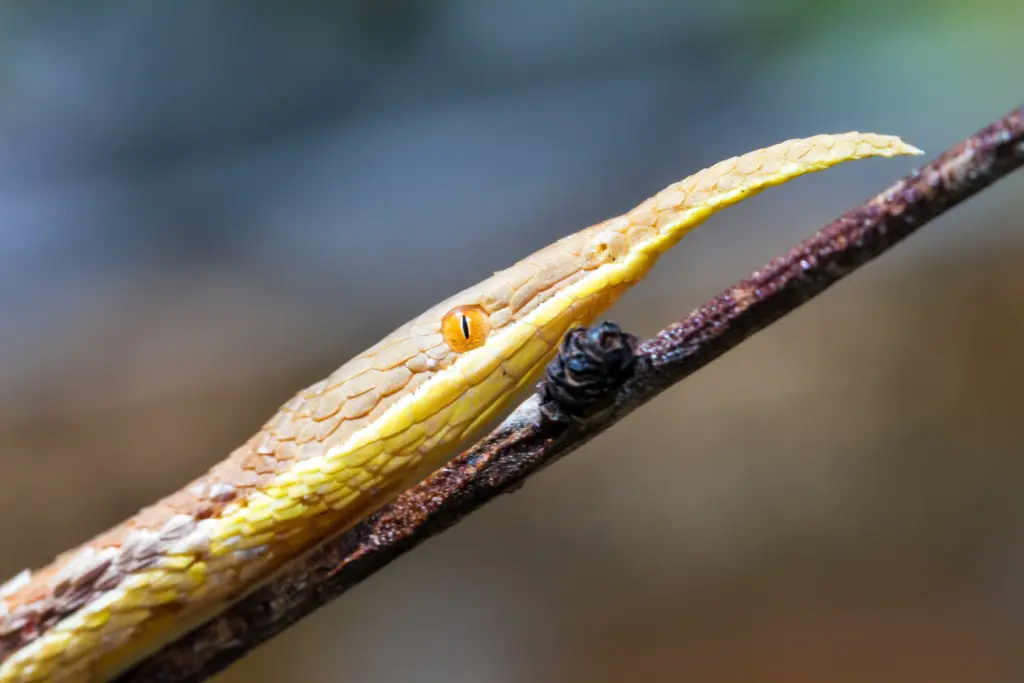 Malagasy-leaf-nosed-snake-11