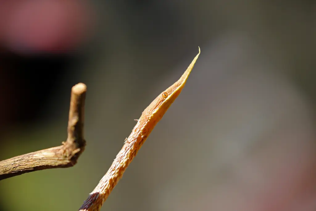 Malagasy-leaf-nosed-snake-12