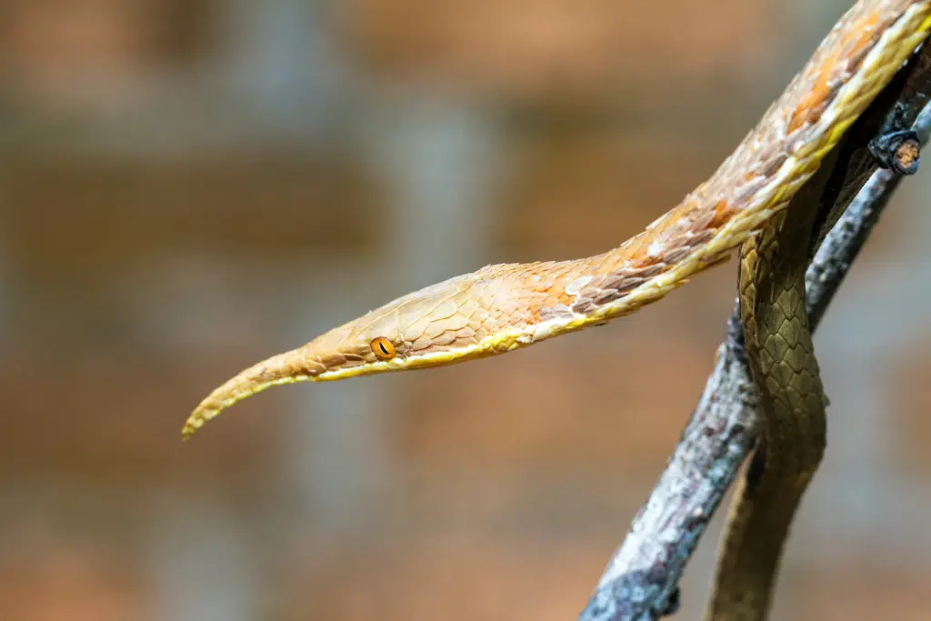 Malagasy-leaf-nosed-snake-13