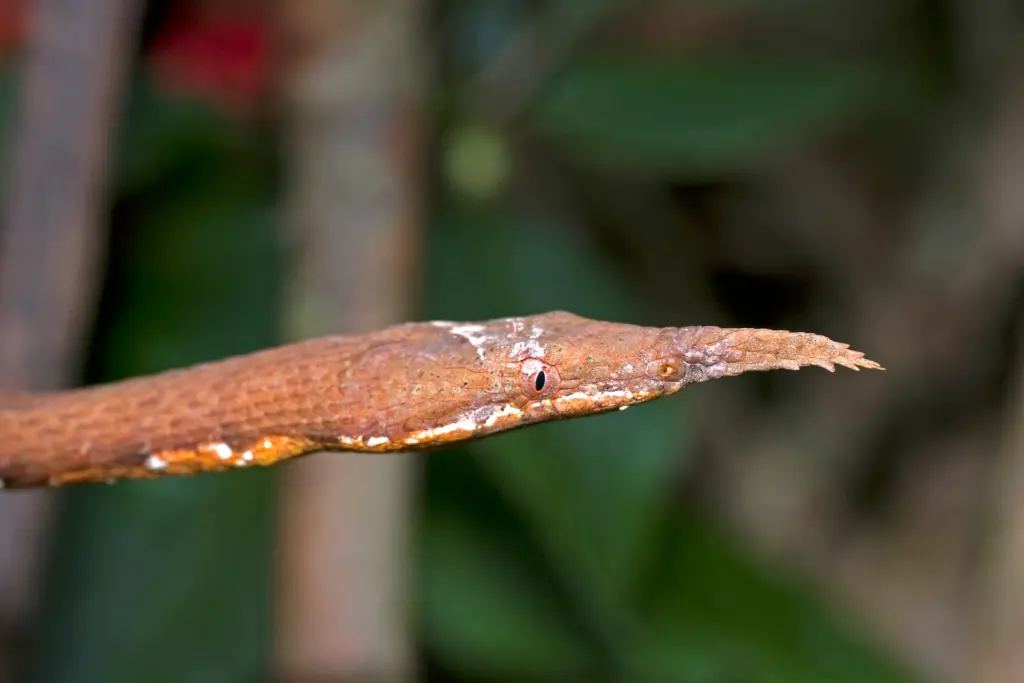 Malagasy-leaf-nosed-snake-14