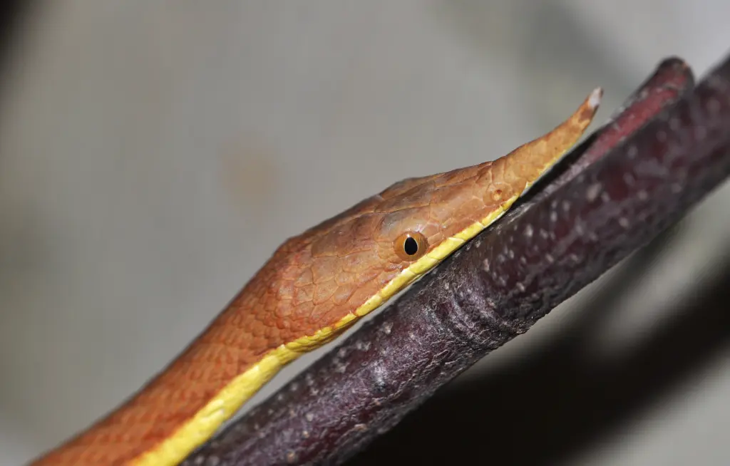 Malagasy-leaf-nosed-snake-15