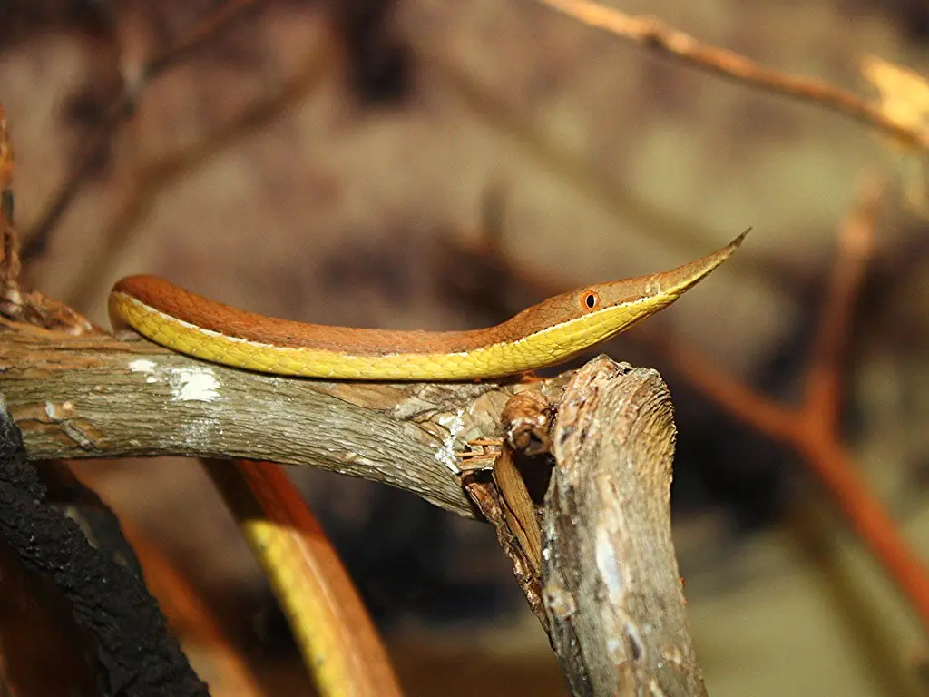 Malagasy-leaf-nosed-snake-16