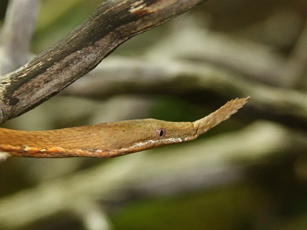 Malagasy-leaf-nosed-snake-17