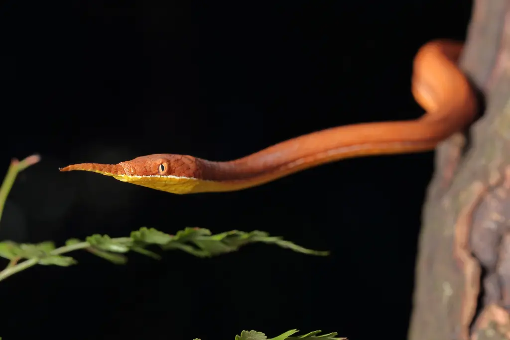 Malagasy-leaf-nosed-snake-18