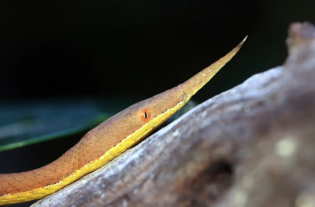 Malagasy-leaf-nosed-snake-19