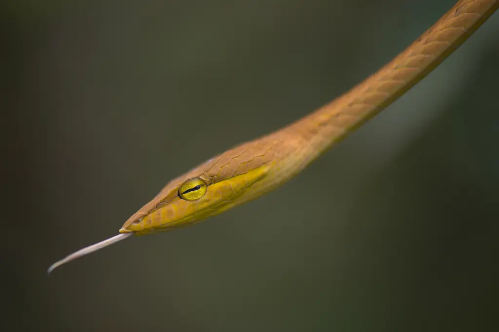 Malagasy-leaf-nosed-snake-2