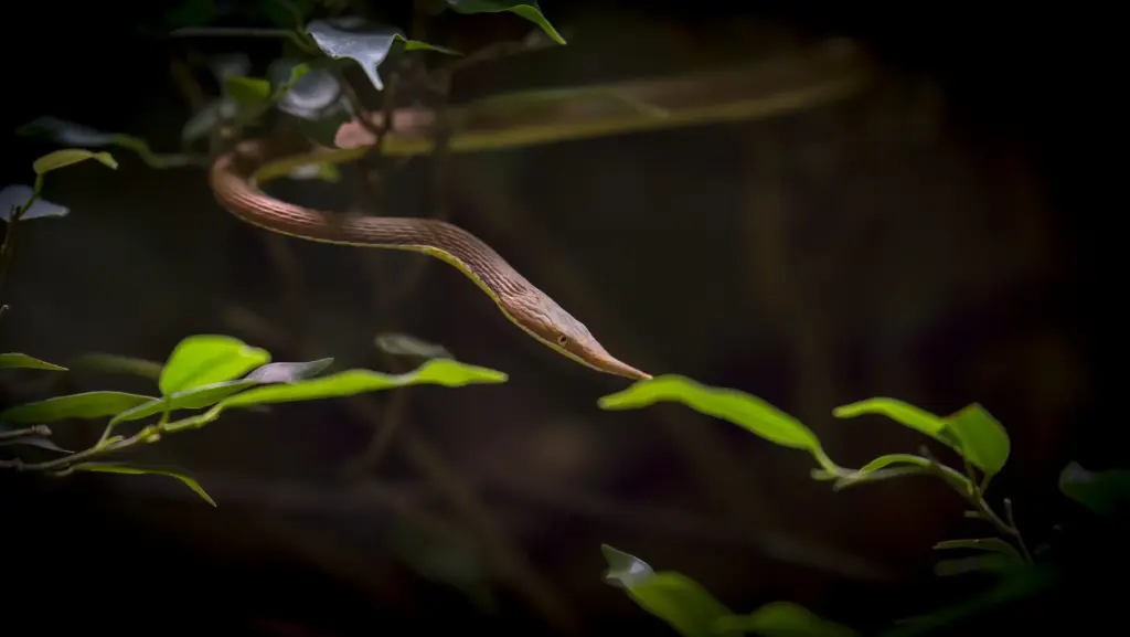 Malagasy-leaf-nosed-snake-20