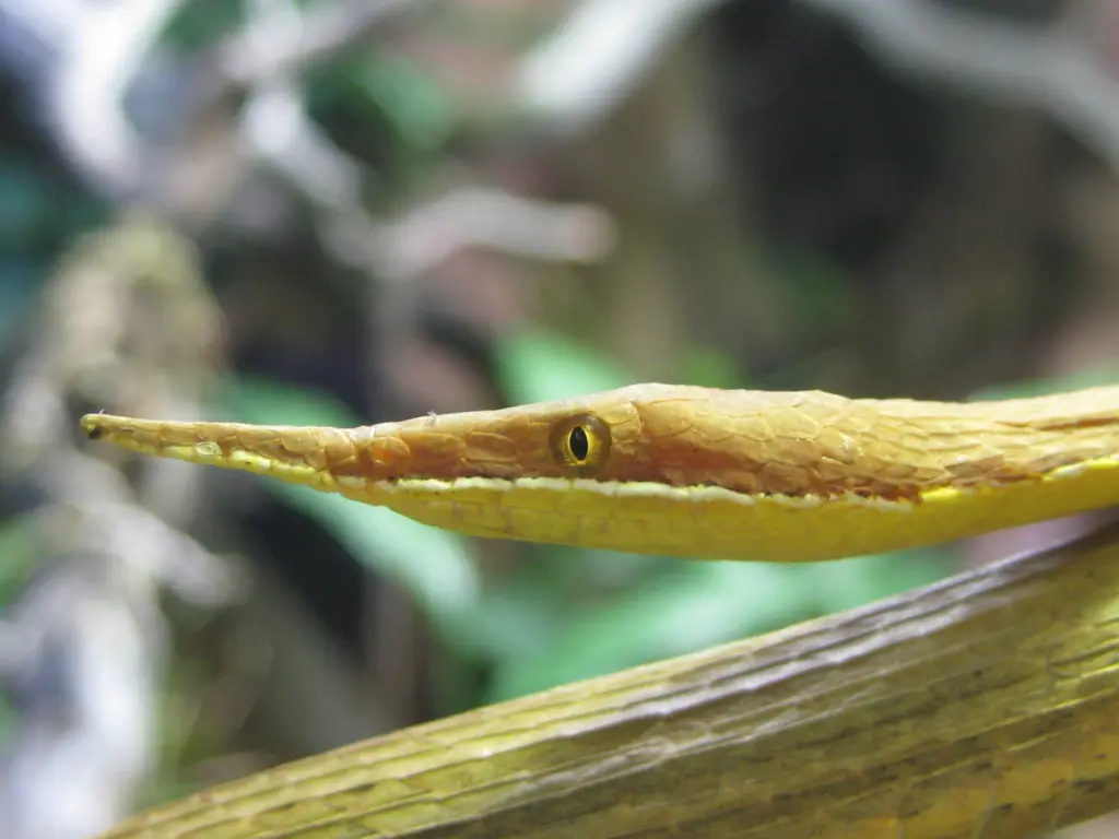 Malagasy-leaf-nosed-snake-4