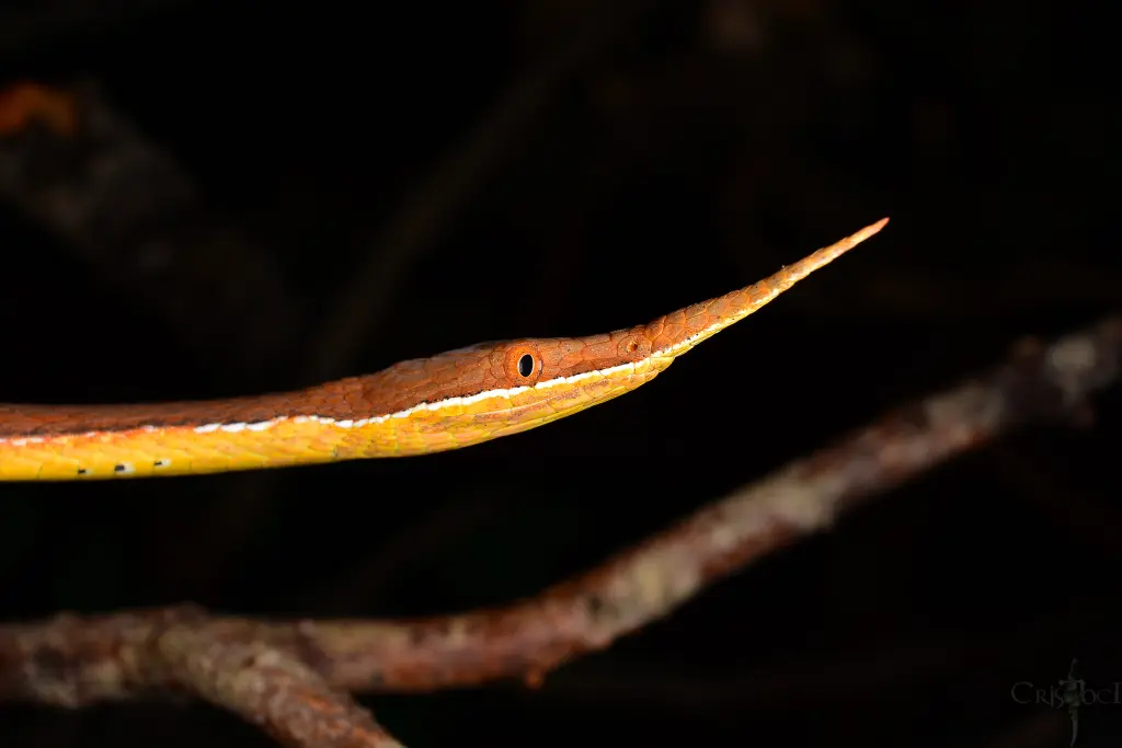 Malagasy-leaf-nosed-snake-5