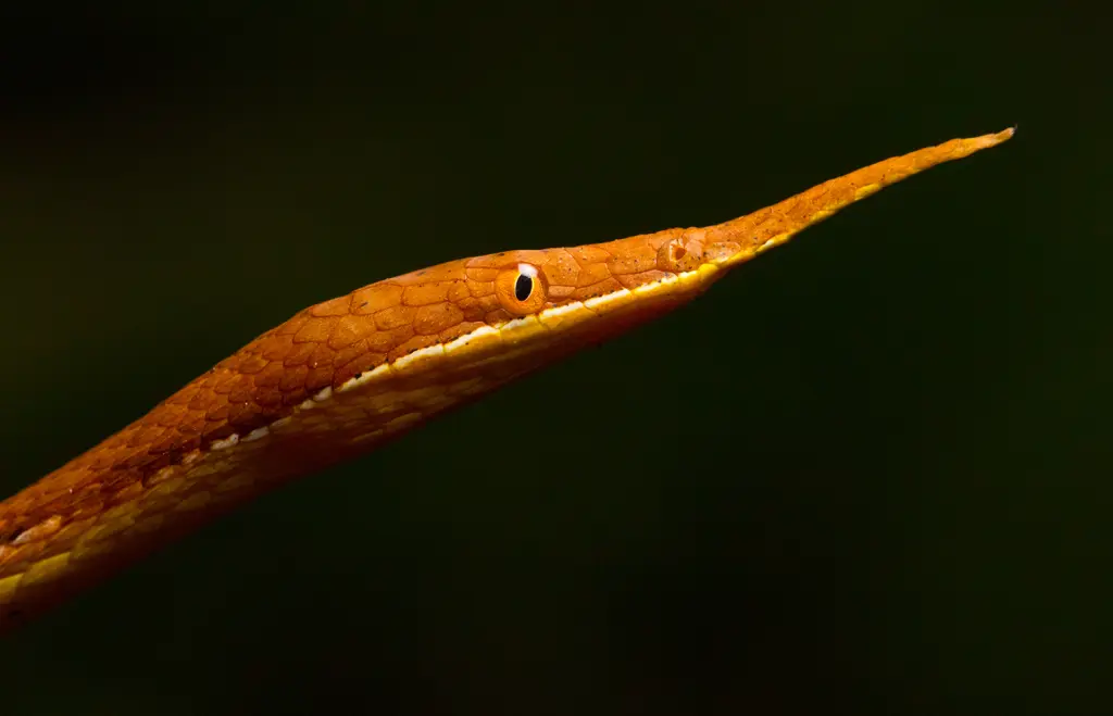 Malagasy-leaf-nosed-snake-6