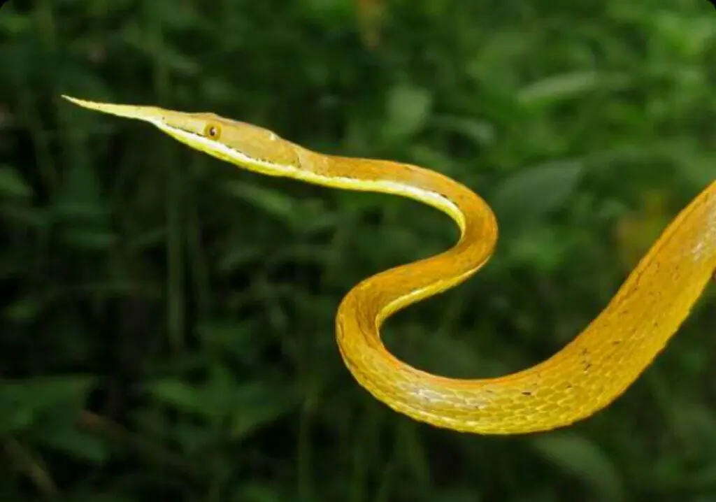 Malagasy-leaf-nosed-snake-7