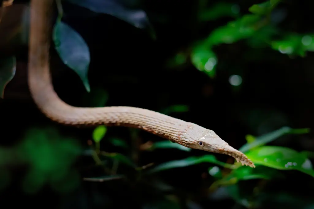 Malagasy-leaf-nosed-snake-8