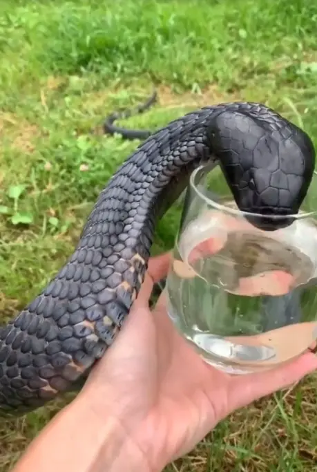 Man-feeding-thirsty-black-cobra-from-glass-1