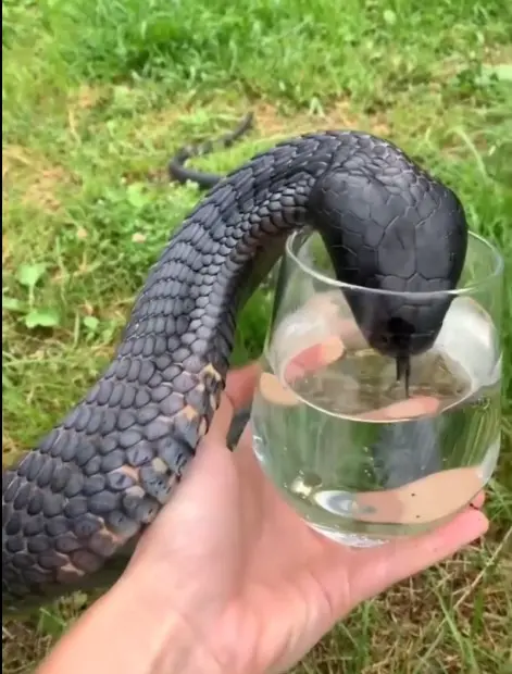Man-feeding-thirsty-black-cobra-from-glass-2