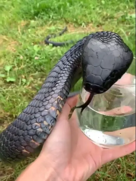 Man-feeding-thirsty-black-cobra-from-glass-5
