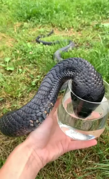 Man-feeding-thirsty-black-cobra-from-glass