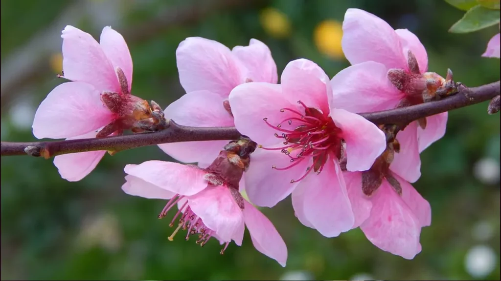 Peach Blossoms 1