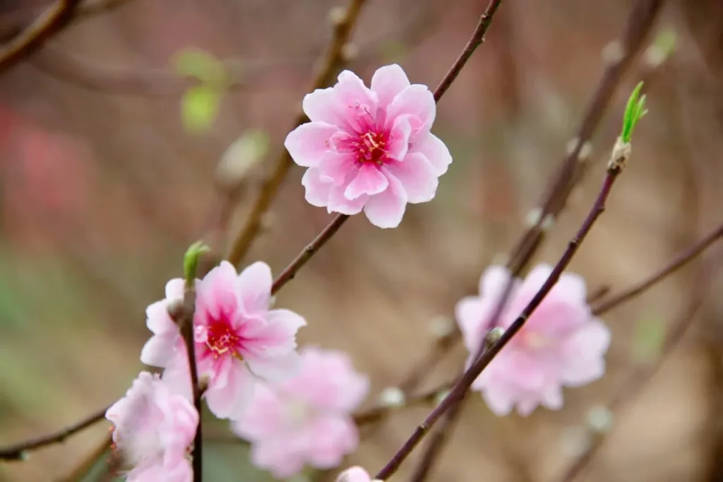 Peach Blossoms 2