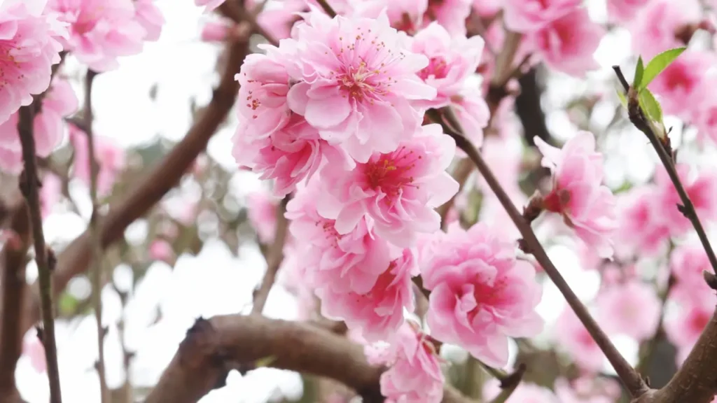 Peach Blossoms 3