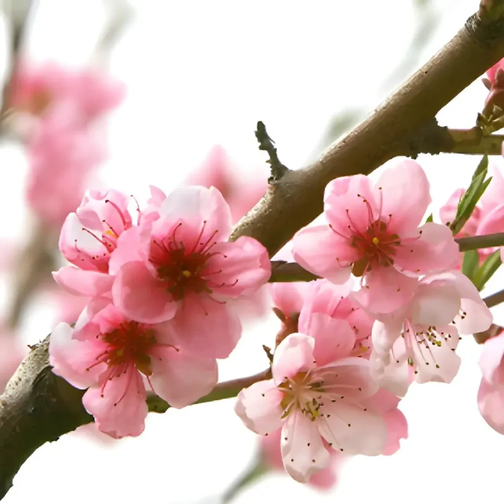 Peach Blossoms 4