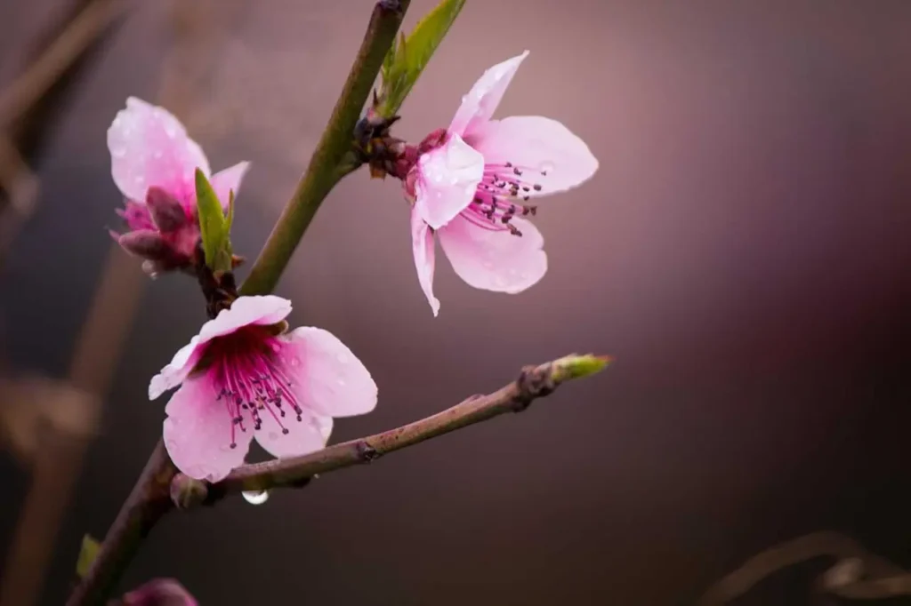 Peach Blossoms 5