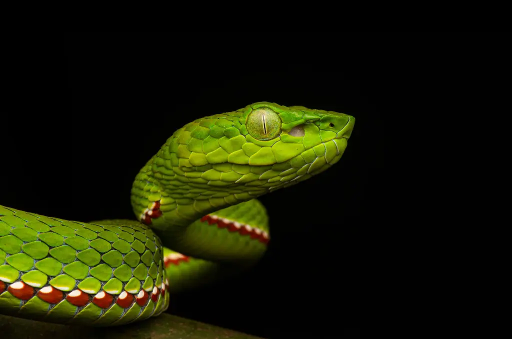 Popes-bamboo-pit-viper-7