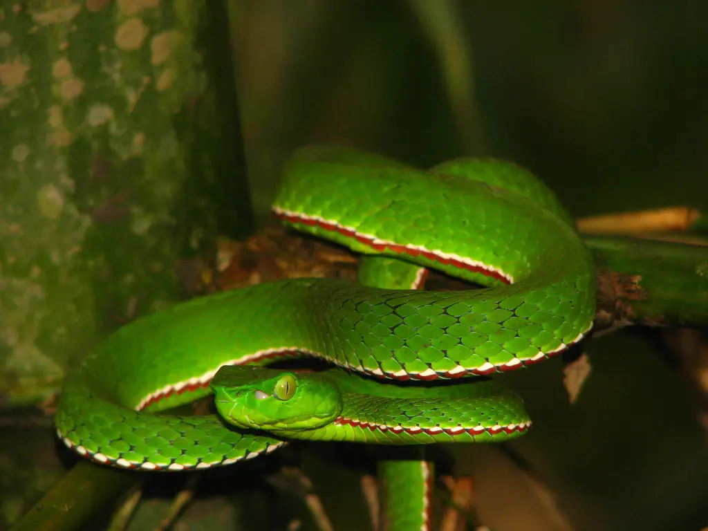 Popes-bamboo-pit-viper-8