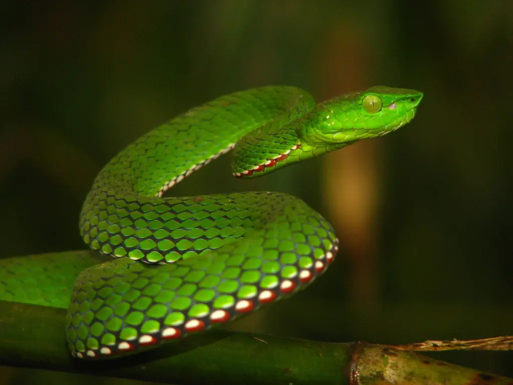 Popes-bamboo-pit-viper-9