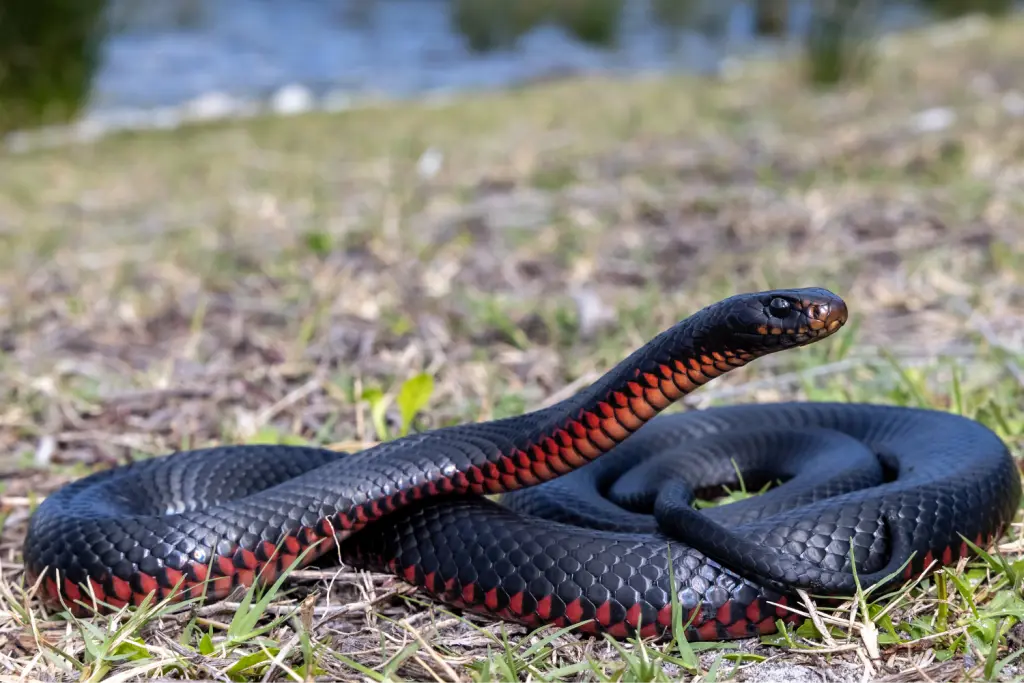 Red-bellied-black-snake-10
