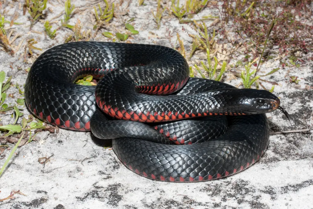 Red-bellied-black-snake-11