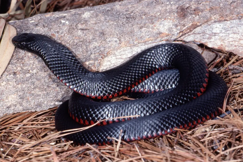 Red-bellied-black-snake-12