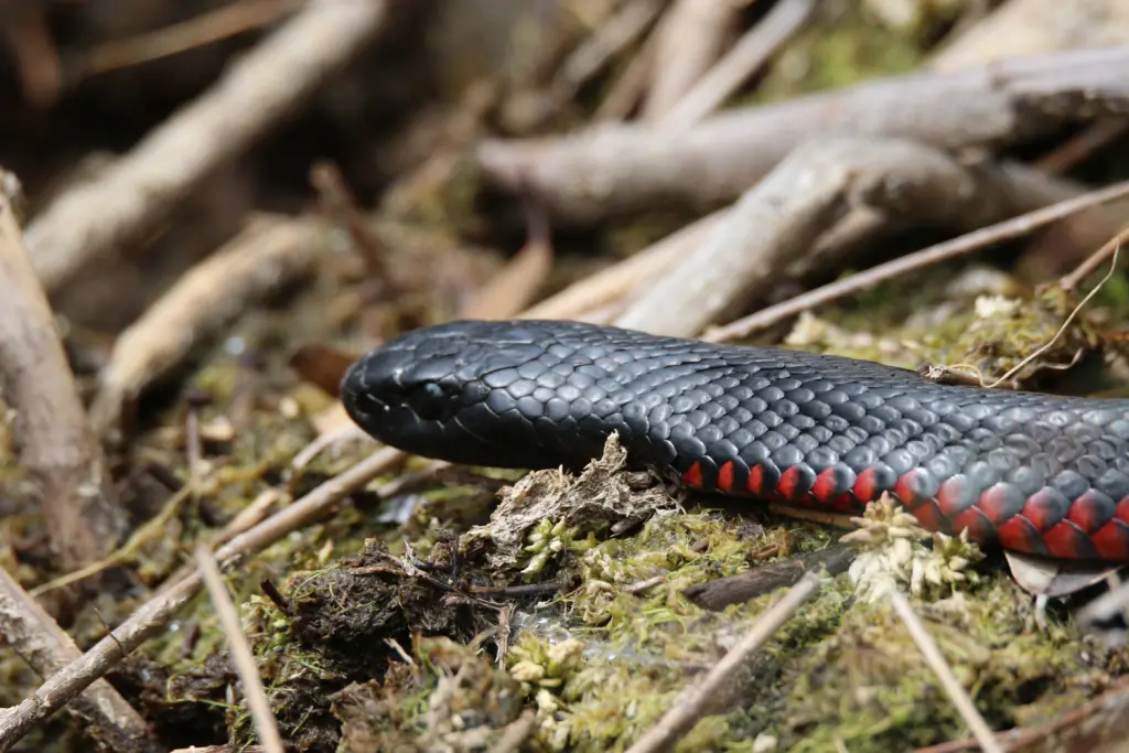 Red-bellied-black-snake-14
