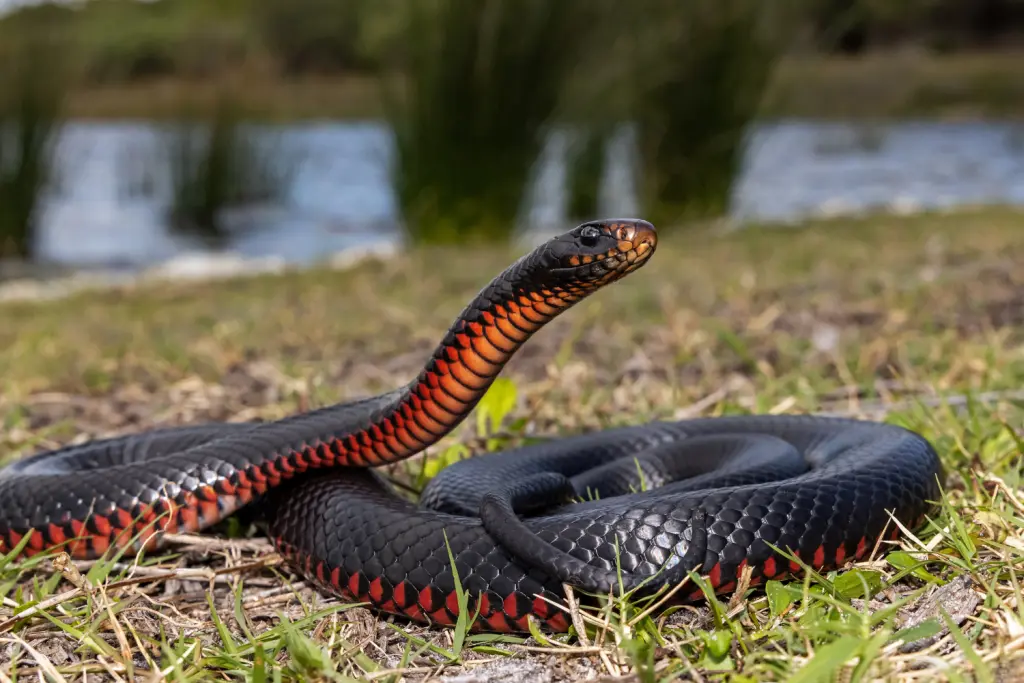 Red-bellied-black-snake-15