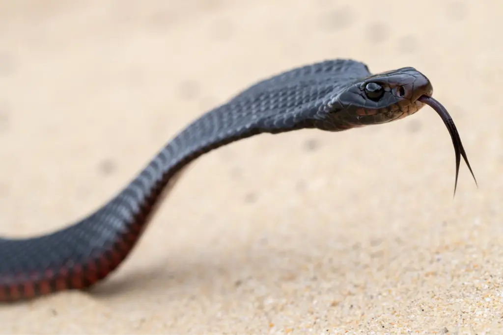 Red-bellied-black-snake-16
