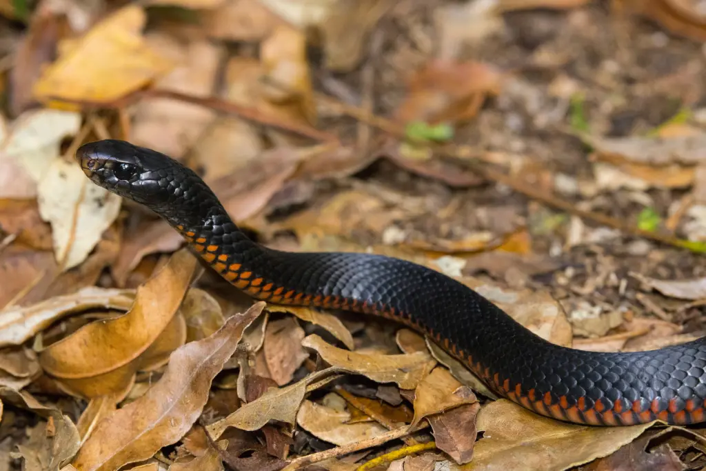 Red-bellied-black-snake-17