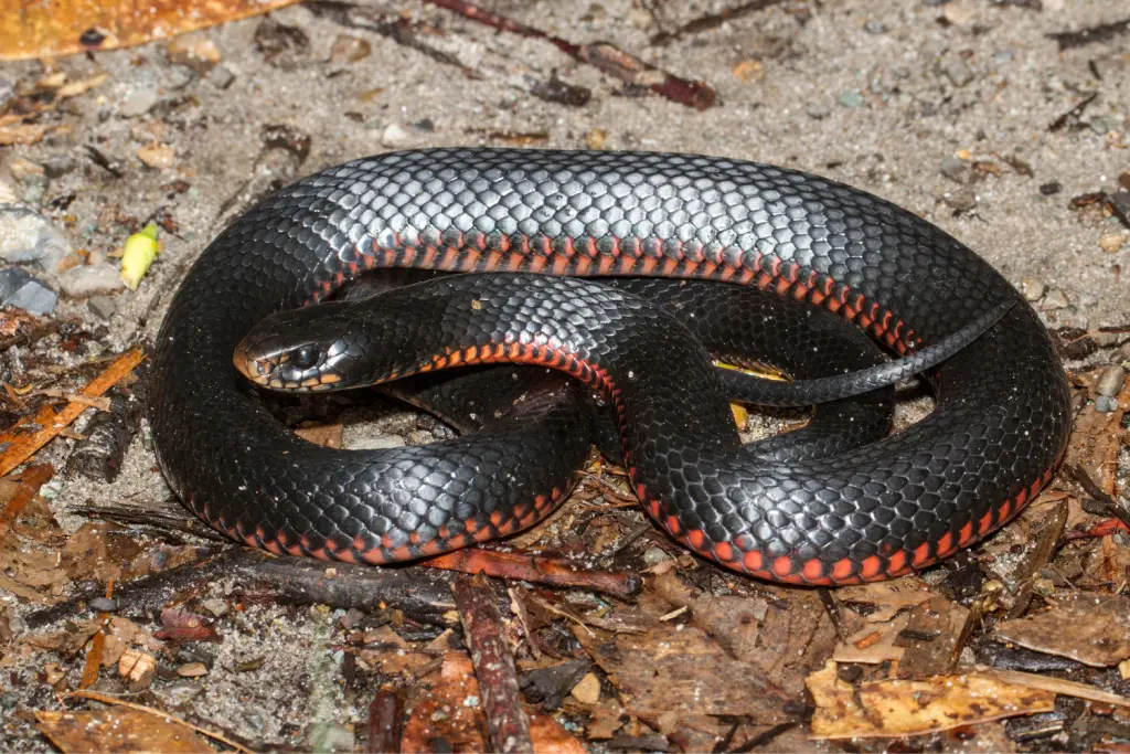 Red-bellied-black-snake-18