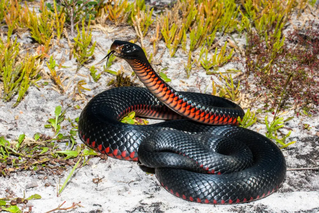 Red-bellied-black-snake-19