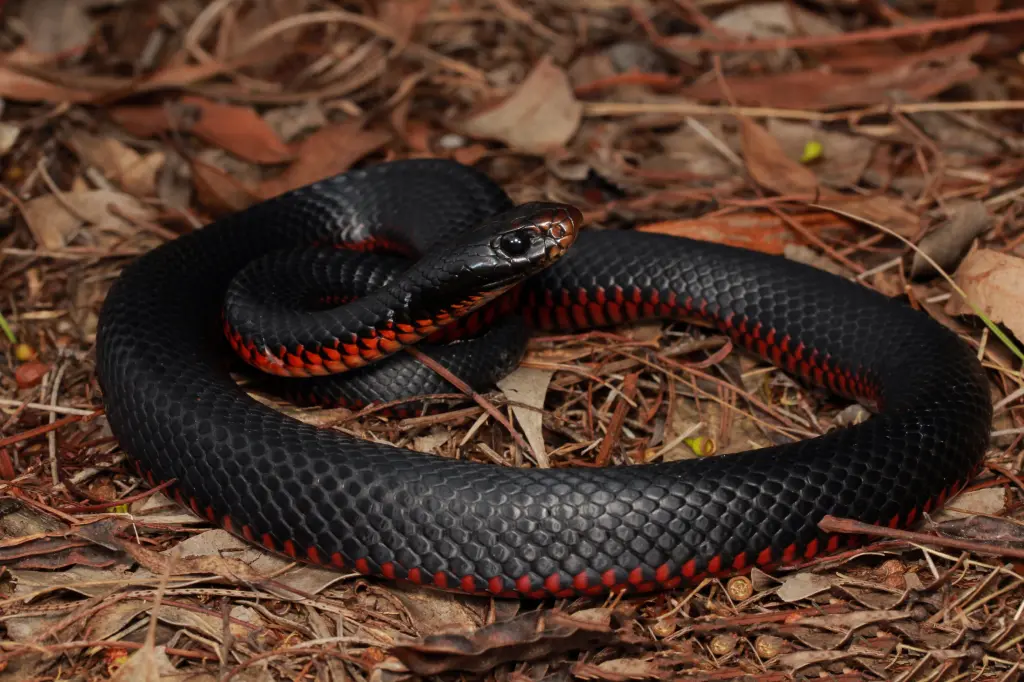 Red-bellied-black-snake-2