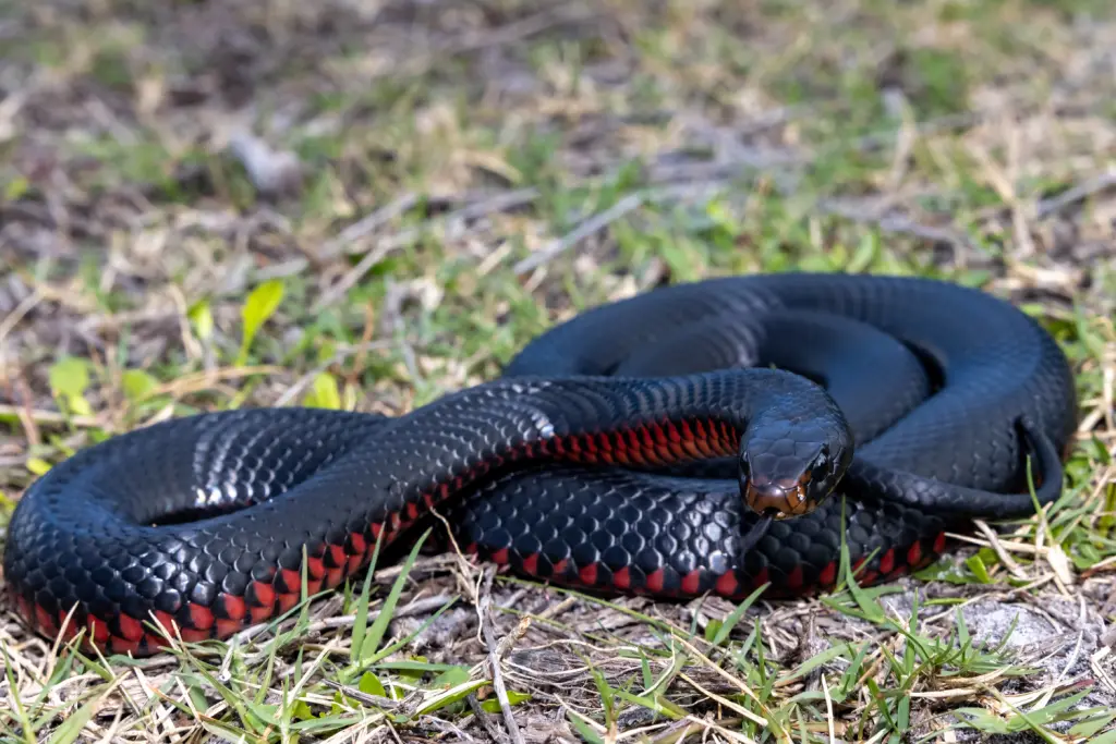Red-bellied-black-snake-21
