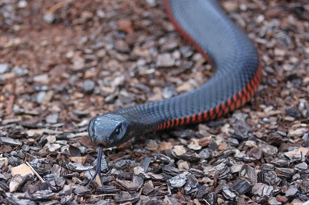 Red-bellied-black-snake-22