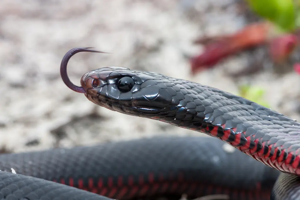 Red-bellied-black-snake-24
