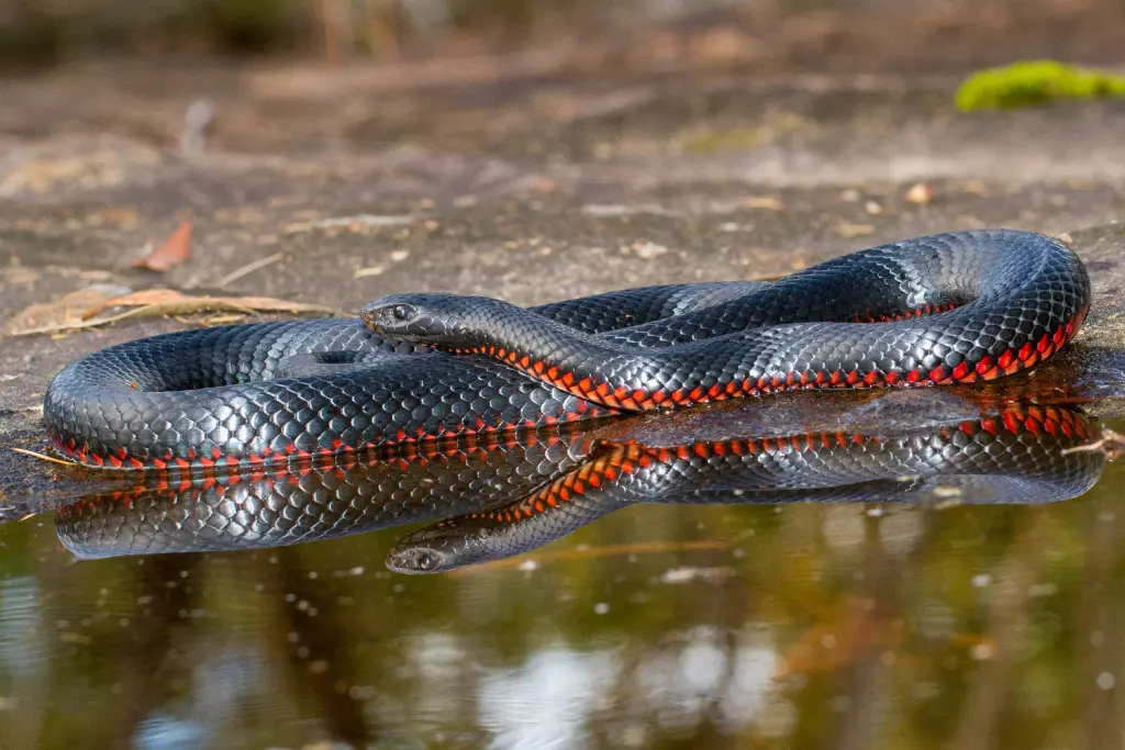 Red-bellied-black-snake-26