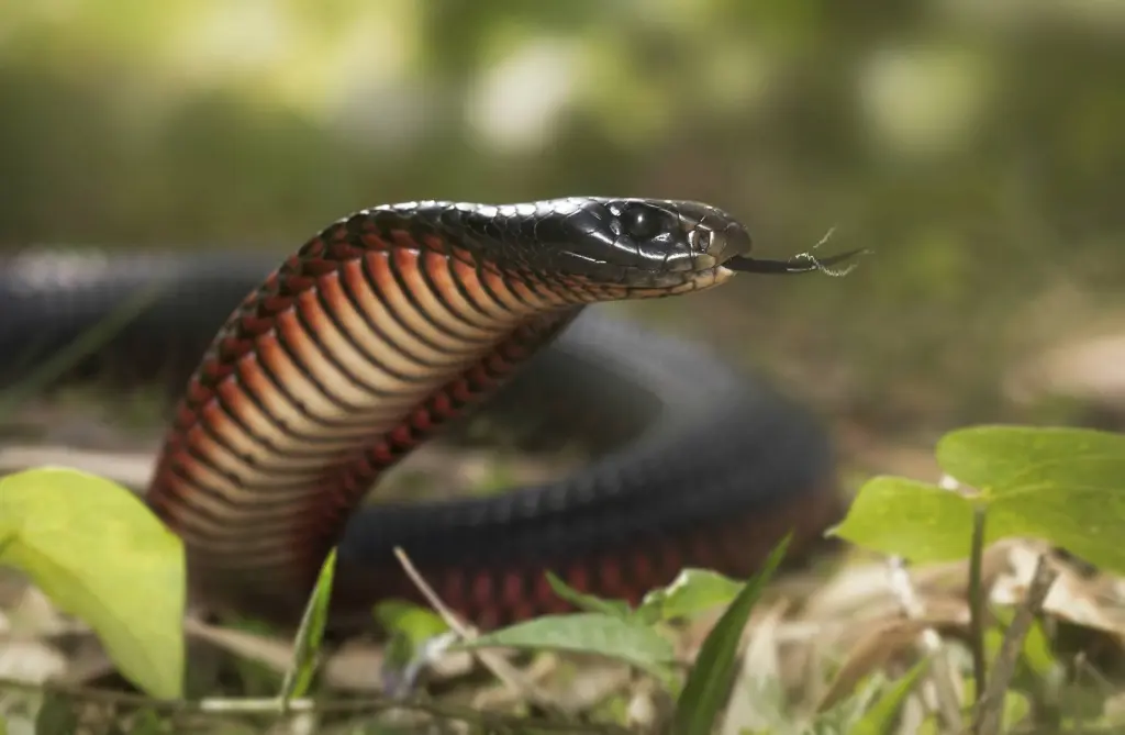 Red-bellied-black-snake-3