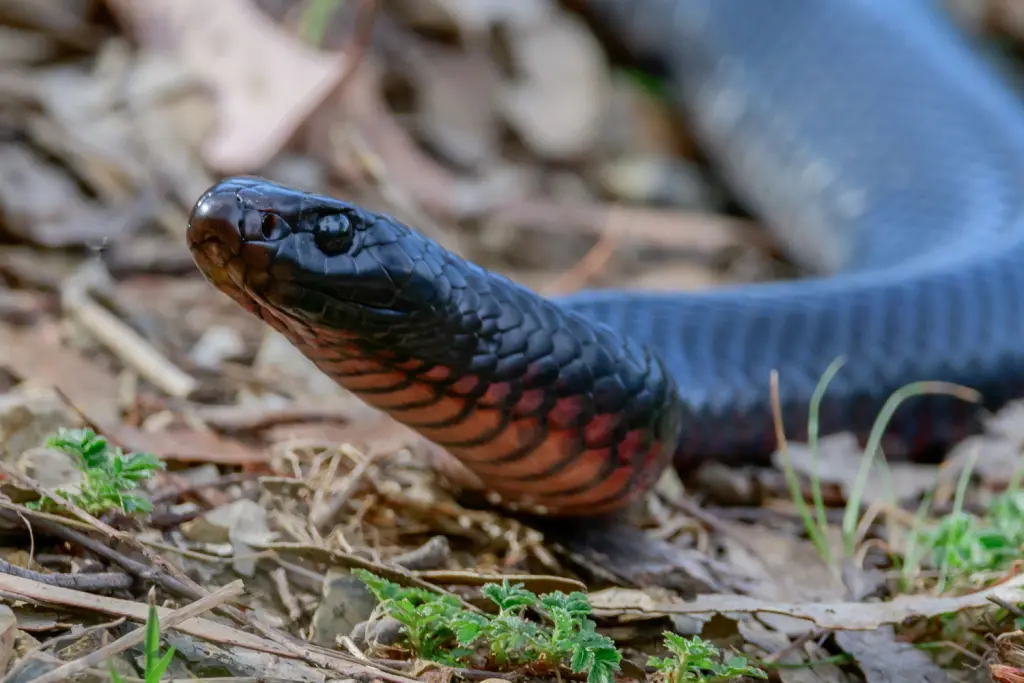 Red-bellied-black-snake-4