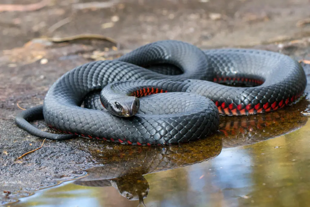Red-bellied-black-snake-5