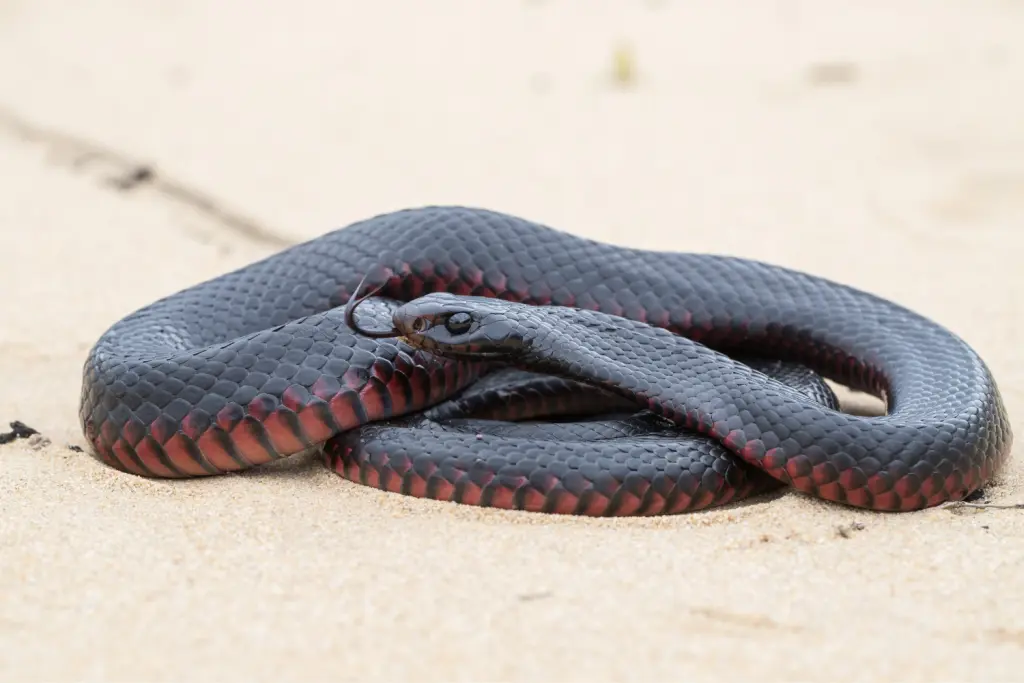 Red-bellied-black-snake-7